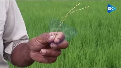 Budgam Farmers Report Premature Heading in Basmati Paddy, Seek Probe