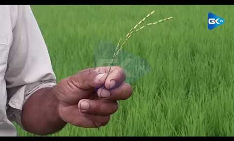 Budgam Farmers Report Premature Heading in Basmati Paddy, Seek Probe