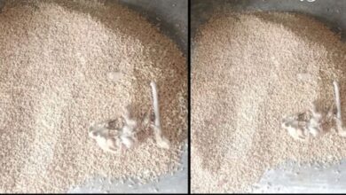 राशन की बोरी से निकला जानवर का कंकाल! गरीबों के अनाज में मिली हड्डियां, हंगामे के बाद दुकान सील